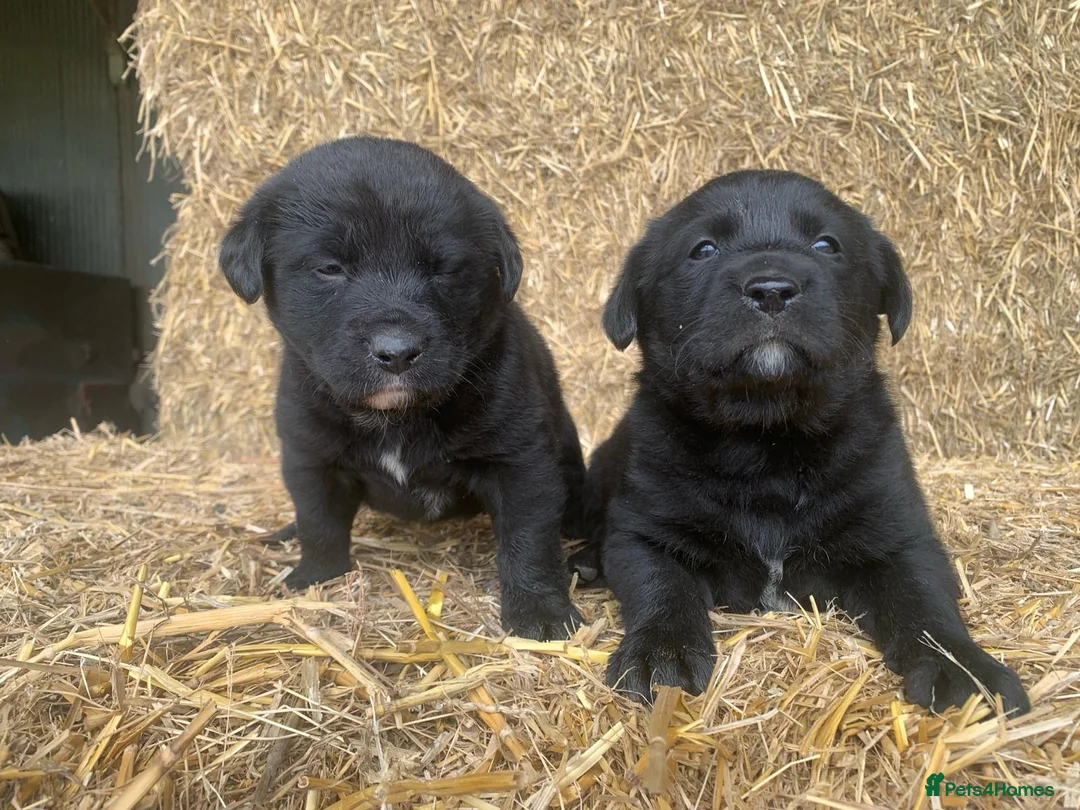 Borador dogs for sale: Labrador X board collies  - Advert 2