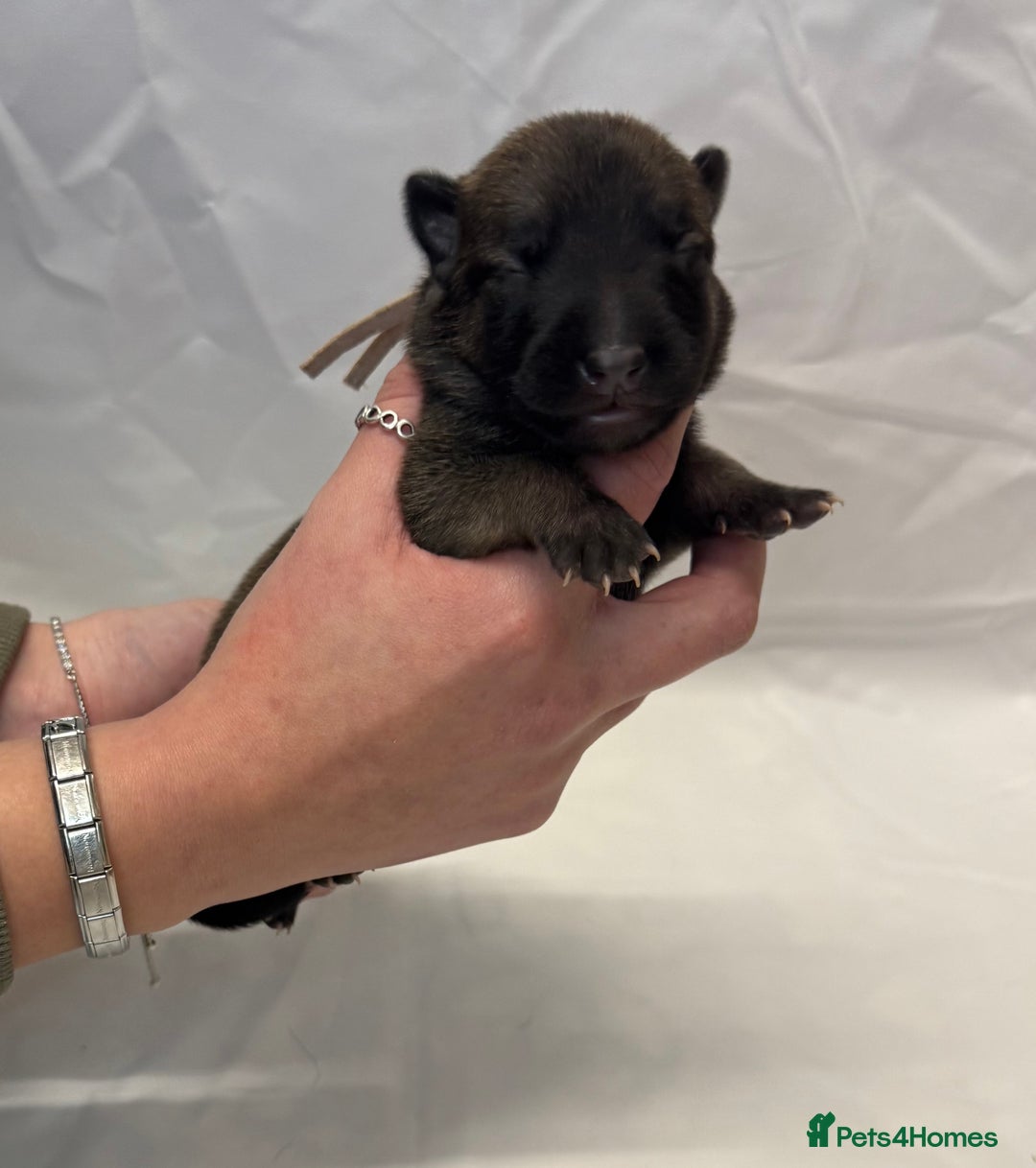 Belgian Shepherd Dog dogs for sale: KC Registered & Health Tested Belgian Malinois - Advert 1