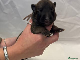 Belgian Shepherd Dog dogs KC Registered & Health Tested Belgian Malinois - Advert 12