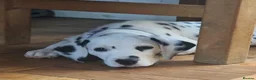 Dalmatian dogs for sale: 2 KC dogs and bitches looking for forever homes. - Advert 9
