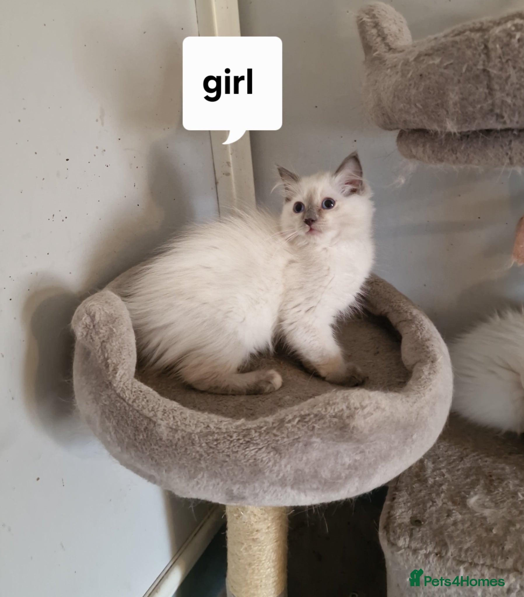 Ragdoll cats Beautiful pure Ragdool ready for loving home  - Advert 2