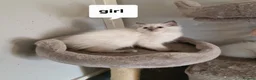 Ragdoll cats for sale: Beautiful pure Ragdool ready for loving home  - Advert 2