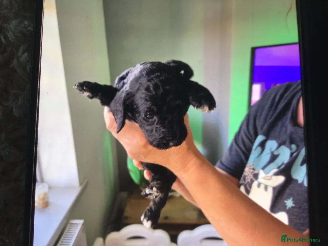 Cockapoo dogs for sale: F2 cockapoo pups in Grimsby - Advert 2
