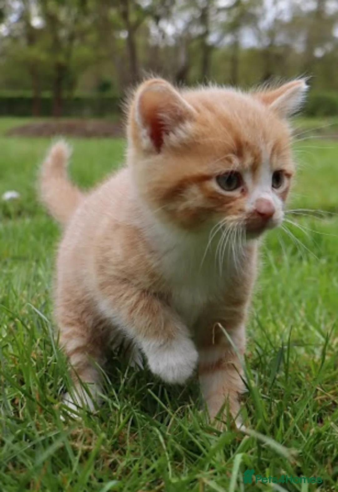 Mixed Breed cats for sale: 4 Tortoiseshell Kittens Looking For A Loving Home - Advert 11