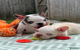 French Bulldog dogs for sale: Hikema X Cheeko (French bulldogs) - Image 35