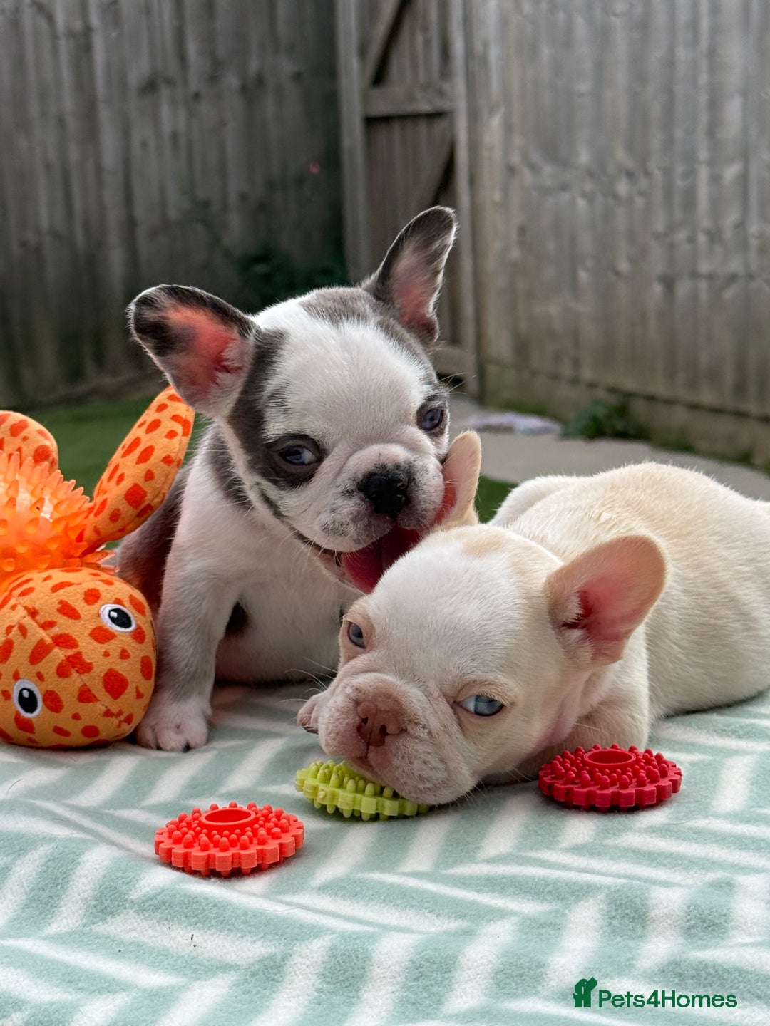 French Bulldog dogs for sale: Hikema X Cheeko (French bulldogs) - Image 35