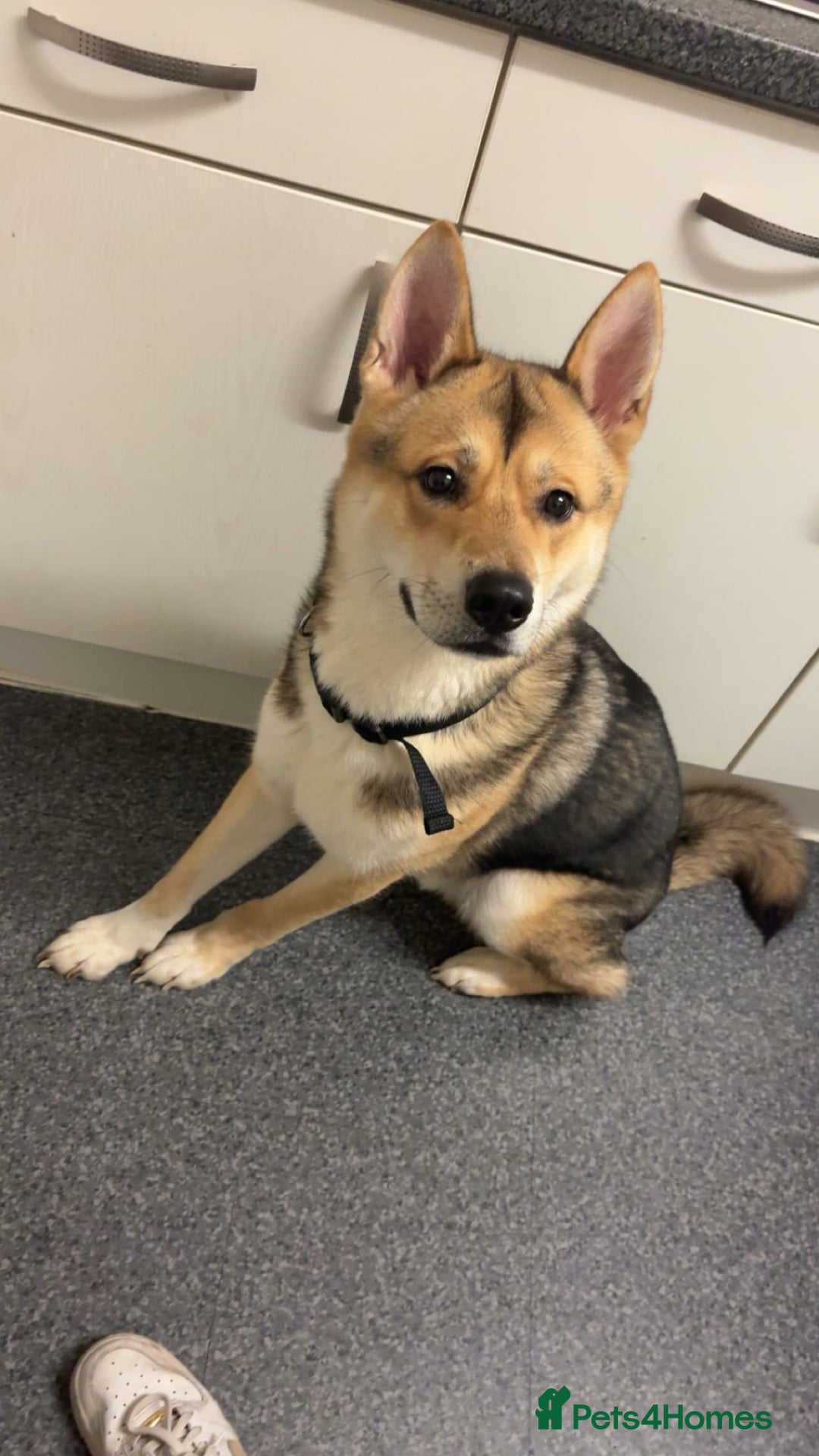 Huskita dogs for sale: Rocky Huskita - Advert 2