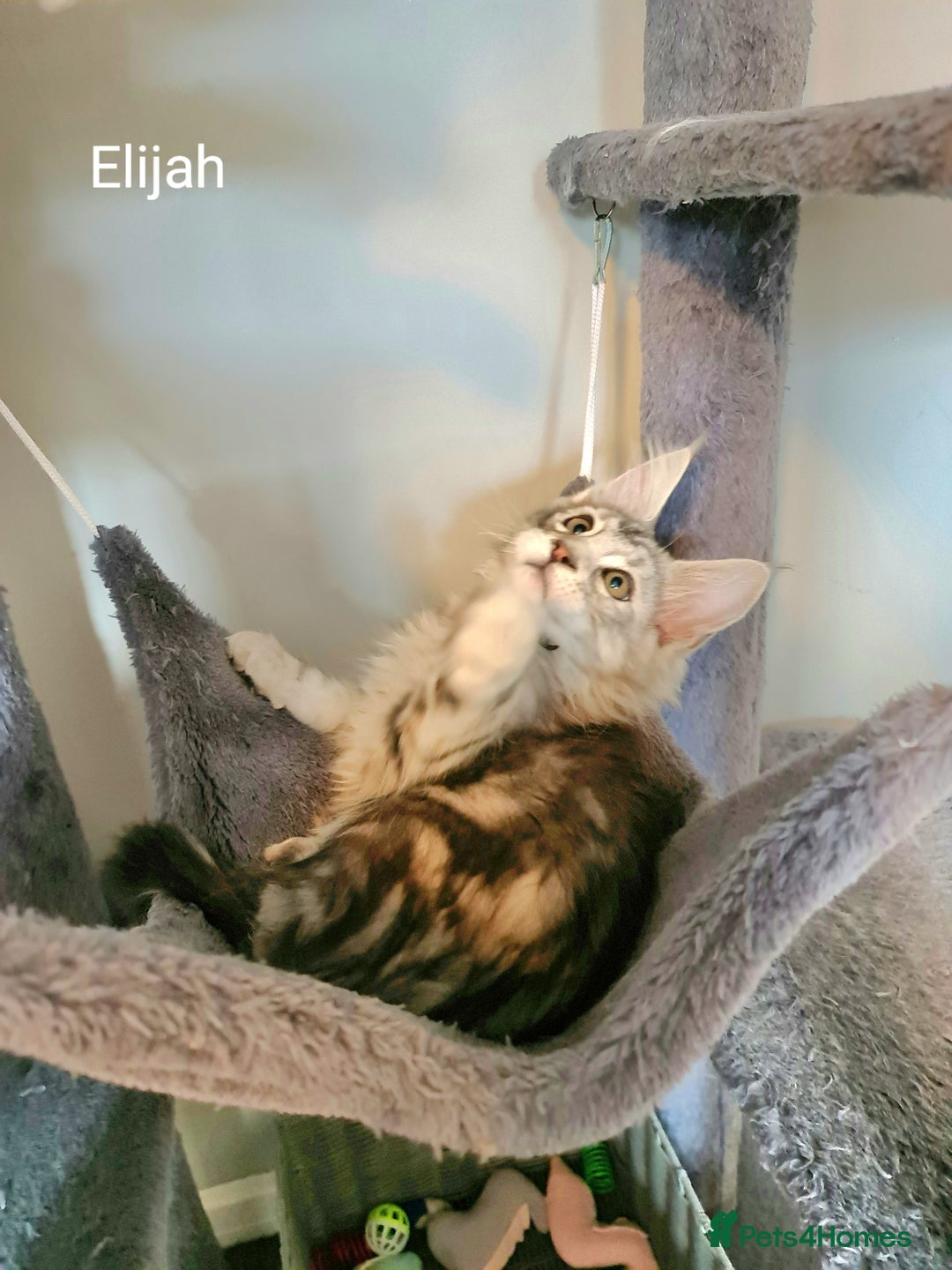 Maine Coon cats for sale: TICA Registered Show quality Maine Coon Kittens in Hull - Image 21
