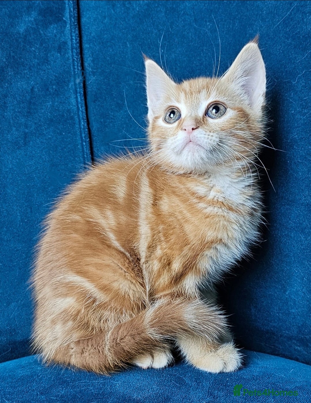 Maine Coon cats for sale: Kittens ready now - Image 5