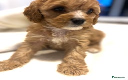 Cavapoo dogs for sale: ⭐️ Black & Tan Female Toy Cavapoo ⭐️ - Image 26