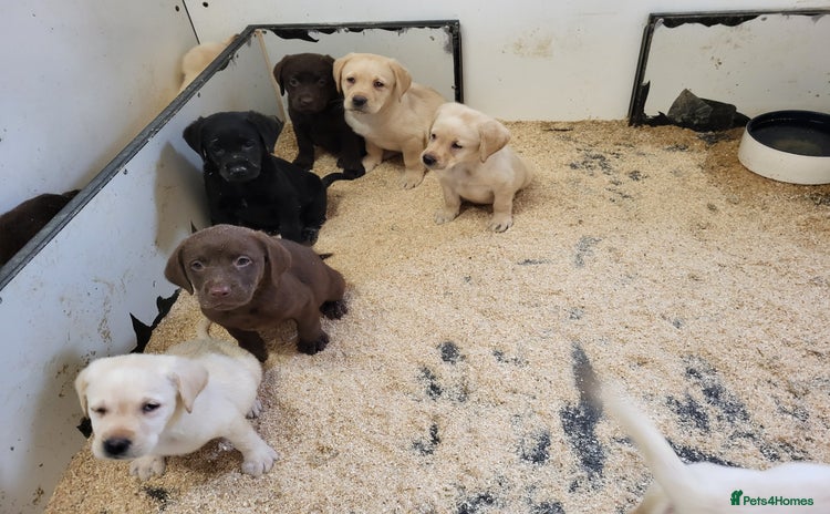 Labrador Retriever dogs - Advert 8