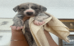 Whippet dogs for sale: Fawn Bedlington Whippet puppy - Image 6