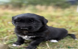 Mixed Breed dogs for sale: Bernese X Golden Retriever Puppies - Image 22