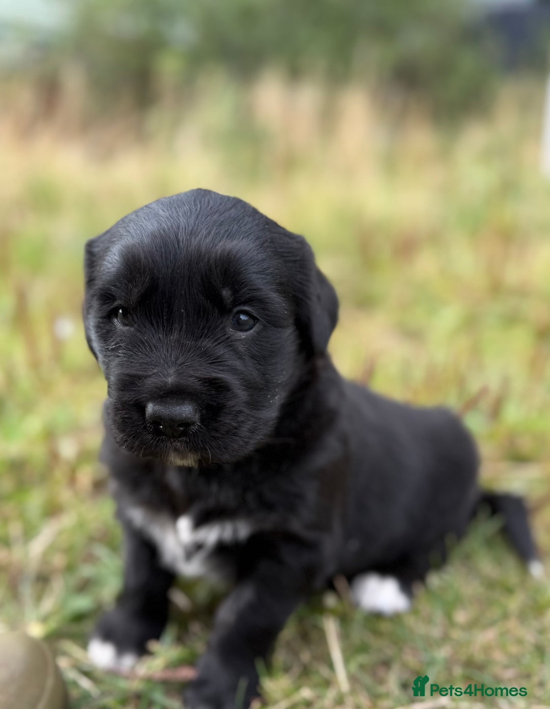 Mixed Breed dogs for sale: Bernese X Golden Retriever Puppies - Image 22