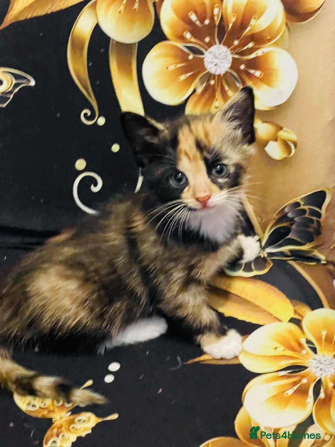 Mixed Breed cats for sale: Kataleja - Image 15