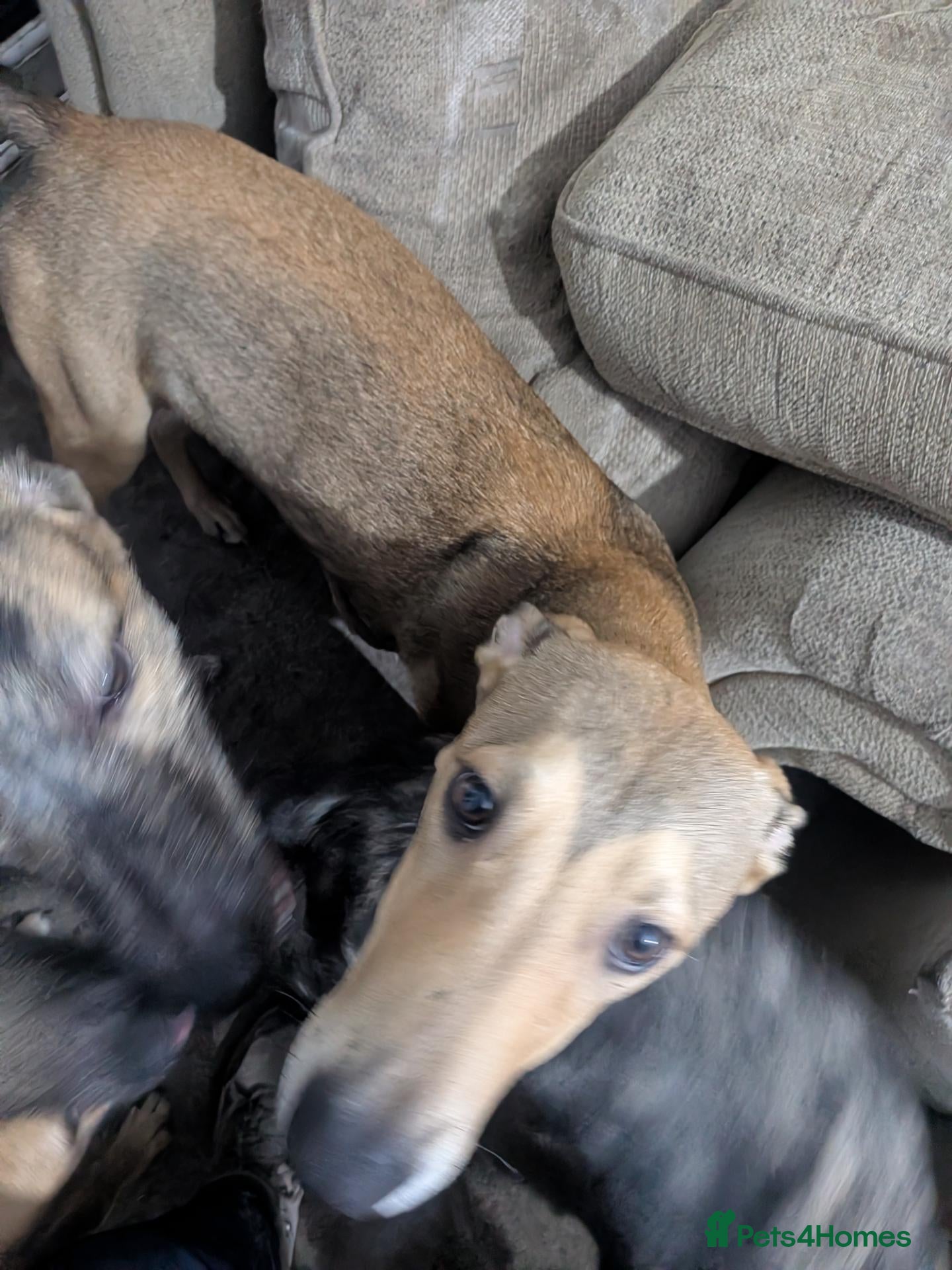 Lurcher dogs for sale: Squeaky. Beautiful Working Stock Male Lurcher  - Advert 23