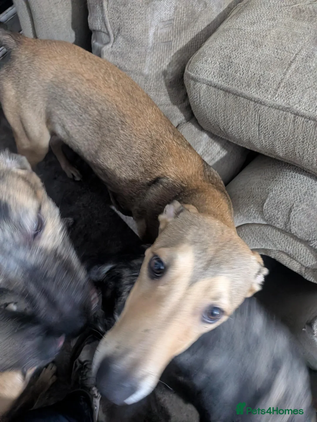 Lurcher dogs for sale: Squeaky. Beautiful Working Stock Male Lurcher  - Advert 1