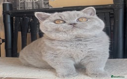 British Shorthair cats for sale: Beautiful BSH lilac girl for sale - Advert 1