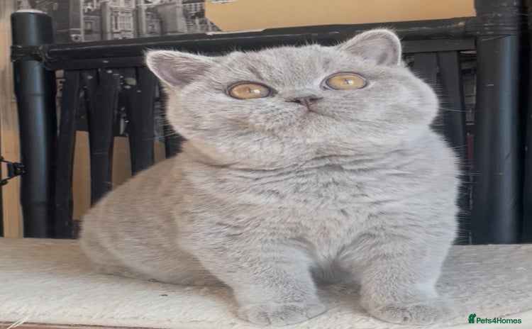 British Shorthair cats Beautiful BSH lilac girl for sale - Advert 3