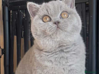 British Shorthair cats Beautiful BSH lilac girl for sale - Advert 2