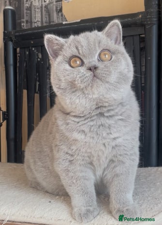 British Shorthair cats Beautiful BSH lilac girl for sale - Advert 3