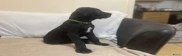 Cane Corso dogs for sale: 8+ Gen Cane Corso Pups - Advert 12