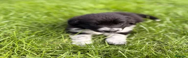 Border Collie 5