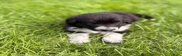 Border Collie dogs for sale: STUNNING BORDER COLLIE PUPS.  - Advert 29