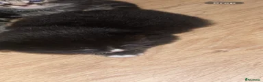 Mixed Breed 3