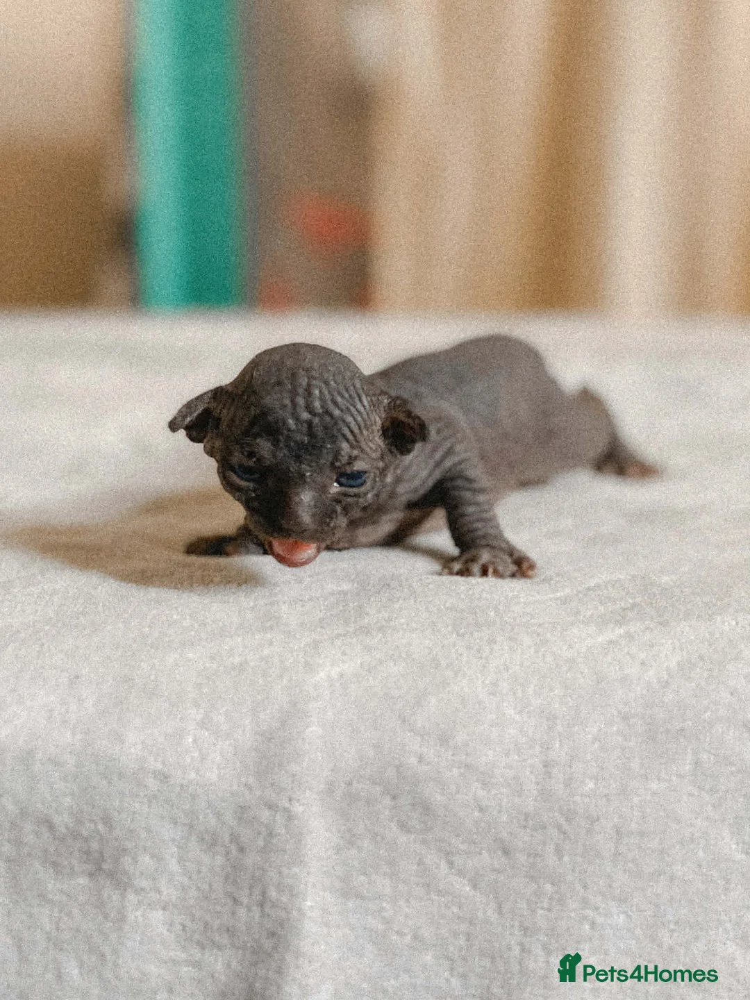 Sphynx cats for sale: Canadian Sphynx kittens - Advert 13