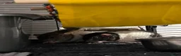 Rat rodents for sale: Female Rats Looking For Mischief to Join - Advert 3