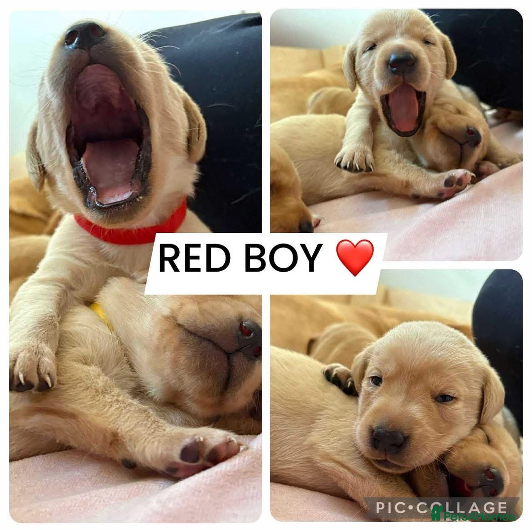 Labrador Retriever dogs for sale: Labradors for sale  - Image 4