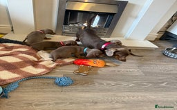 Miniature Dachshund dogs for sale: 8 Week Old Miniature Dachshund Puppies - Image 24