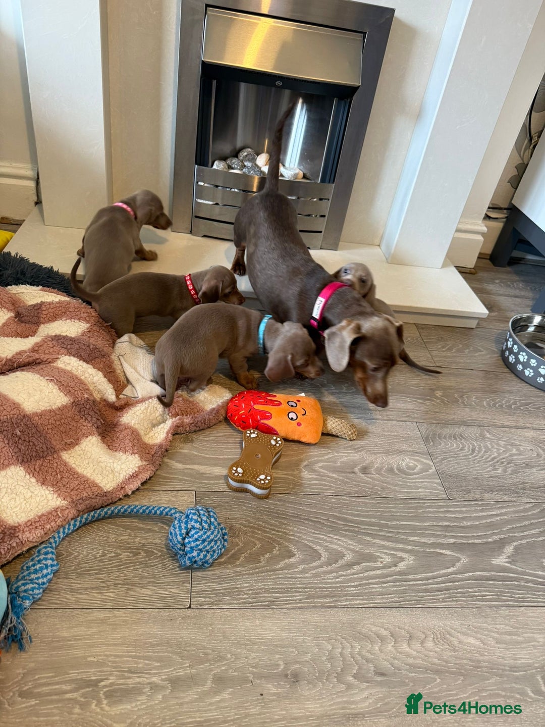 Miniature Dachshund dogs for sale: 8 Week Old Miniature Dachshund Puppies - Image 24