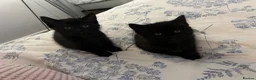 Siamese cats for sale: Siamese mixed kittens  - Advert 11