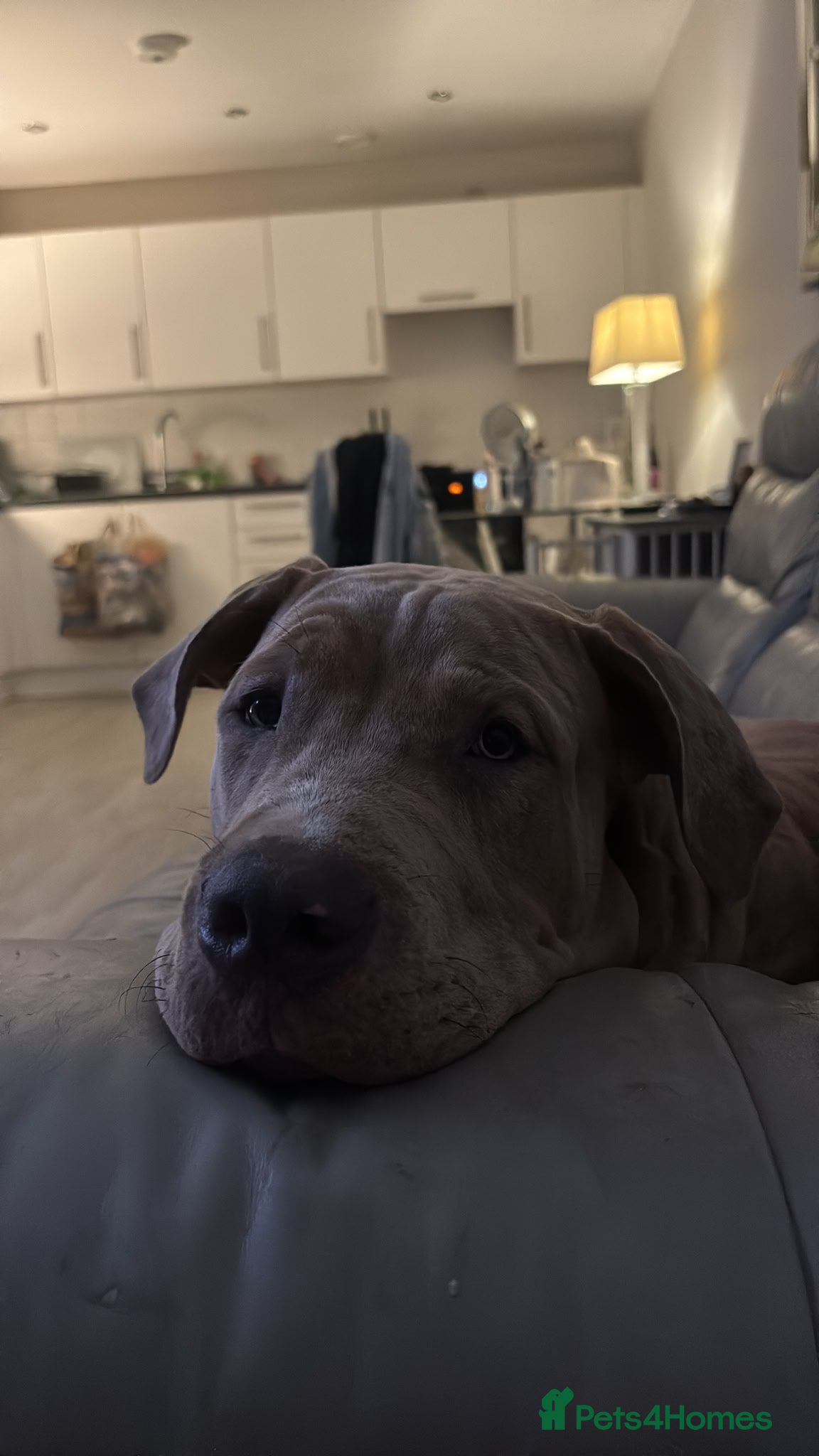 Mixed Breed dogs Mixed Breed Amazing Pup 6 Months Old - Advert 2