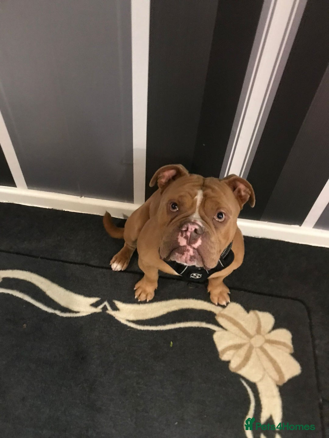 Olde English Bulldogge dogs for sale: Beautiful OE Bulldog needing a new home - Advert 2