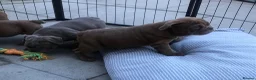 English Bulldog dogs for sale: Beautiful litter of English/British Bulldogs - Advert 8