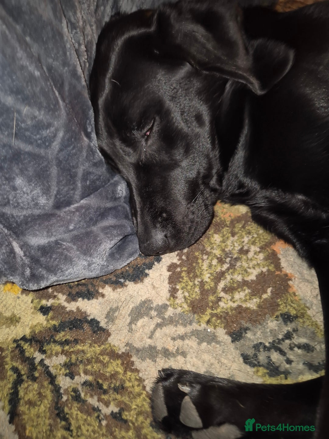 Labrador Retriever dogs for sale: Black labrador - Advert 6