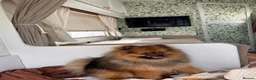 Pomeranian dogs for stud: Charlie – KC Registered Proven Pomeranian Stud - Advert 13