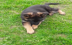 German Shepherd dogs for sale: GERMAN SHEPHERD PUPPIES - Image 2