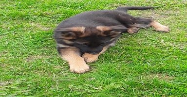 German Shepherd dogs - Advert 1
