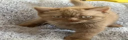 British Shorthair cats for sale: Champion British shorthair kittens very rare  - Advert 24