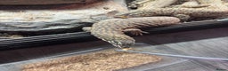 Monitor reptiles for sale: Pair of ackies monitors  - Advert 4