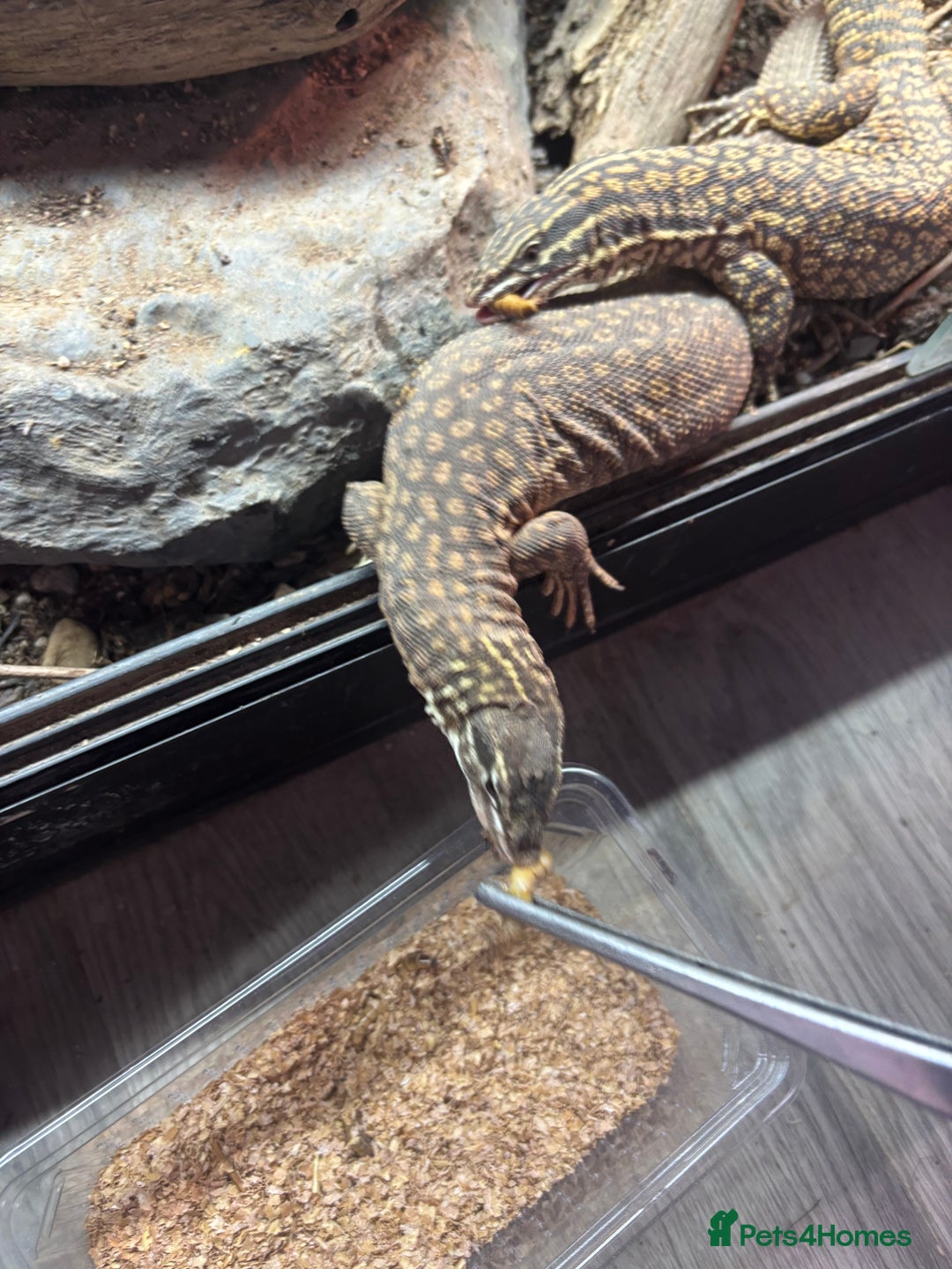 Monitor reptiles for sale: Pair of ackies monitors  - Advert 4