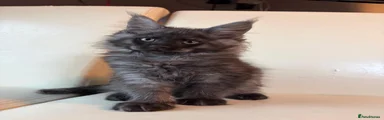 Maine Coon Kitten 3
