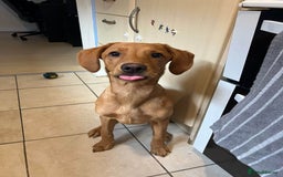 Labrador Retriever dogs for sale: Female red fox labrador - Advert 1