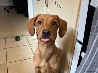 Labrador Retriever dogs for sale: Female red fox labrador - Advert 1