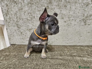 French Bulldog dogs Beautiful litter of French Bulldogs - Advert 1