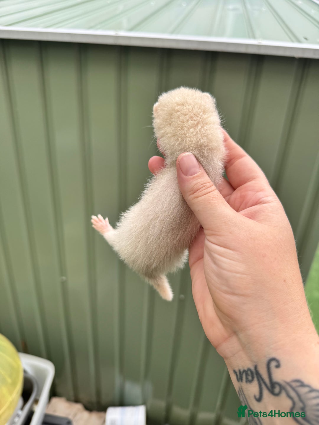 Ferret rodents for sale: Black eyed white ferrets  - Image 5